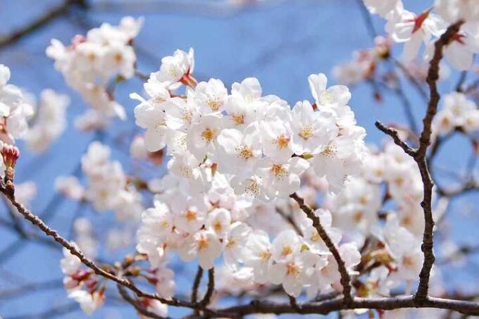 福岡、桜、ソメイヨシノ